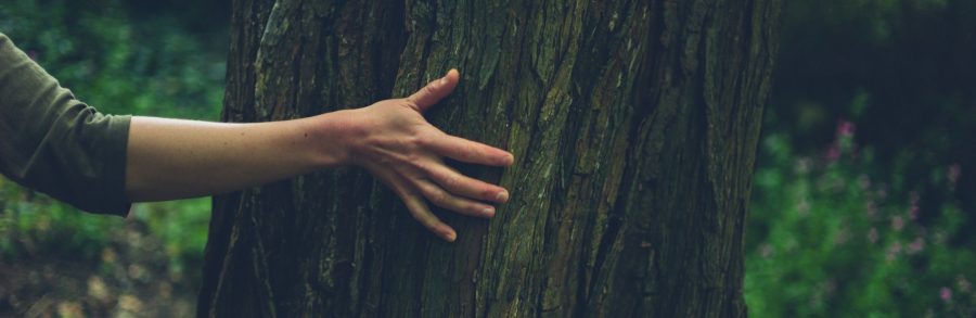 Woman's Hand on Tree - Spiritual Therapy Bend Oregon Novus Modo
